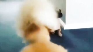 Funny Dogs Making Fun Of Him Very Funny