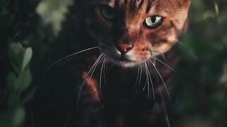 Cat 4k