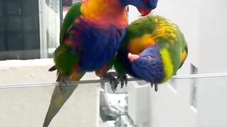 Parrots