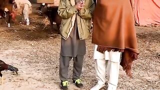Desi murgha #reelsvideo #reelsfb #reelsviral #fyp #video #best #viral #viralpost #fraz #funnyvideos #funny