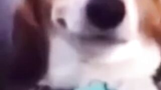 What the dog doing ? ???? (CoD MW2 memes)