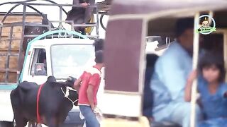 |_Janwar_Nahi_Jayga_Prank_|_By_Jaffar_Mastana_&_Rehan_Jamal_in_|_P4_Pakao
