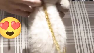 cute kitten Habibi belly dance ????????