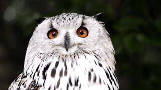 Owl Short video ❣️