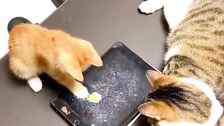 funny cat video