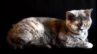Cute cat