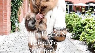 ROYL SAGA FURS(