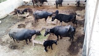Cattle Farming Area