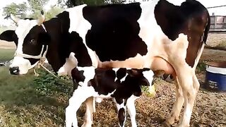 Australian Cow