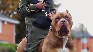 Cat video . dog video