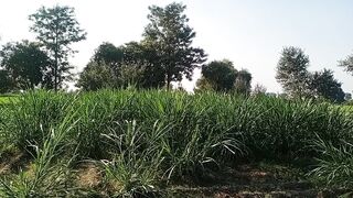 My pet on my farm