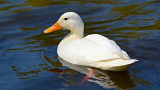 Beautiful ducks in water