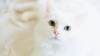 Cat fun