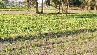 Kheeti bhari wheet area