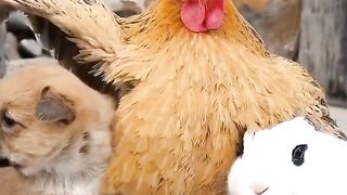 funny animal together