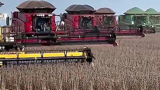 Agronegócio brasileiro no Mato Grosso Brasil. Colheitadeira colhendo a soja