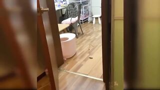 Funny Cats????????