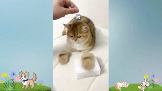 Funniest animals 2022 best funny cats and dogs