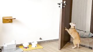 Smart Cat