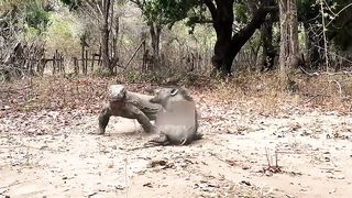 Komodo Attack Live Wild Boar Complete