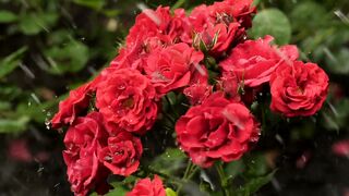 Red flowers wet from the rain