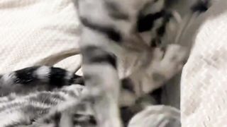 I just witnessed animal domestic violence