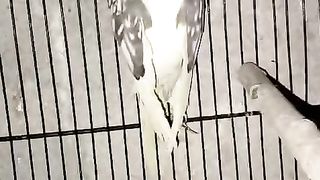Parrot ll cocktail