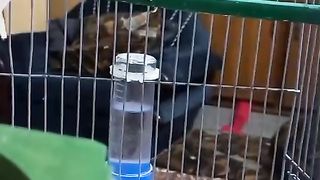 Two birds one cage