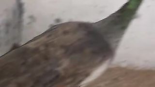 Tawan ll peacock