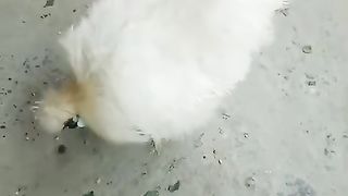 Ogora ogora ogora