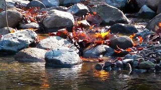 Rocks in a river in autumn