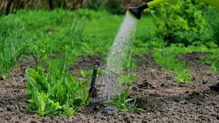 Watering plants in a garden