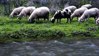 Wild sheep grazing by a stream