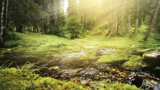 Sunbeams on flowing water in lush green forest