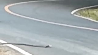Cobras on the highway scare away motorists ...