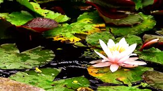 Lotus flower and green leaves floating