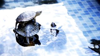 Turtles resting in a pool