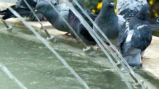 Urban pigeons drinking water in a fountain