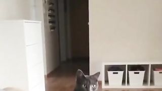 Cat activities
