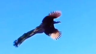 موسیقی کو روح کی غذا کہنے والو! ذرا رب کا قرآن سن کر تو دیکھو