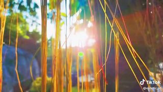 "Harmony of Nature: Exploring Aesthetics in the Wild Life"