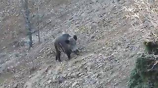 BEST OF Hunting Compilation