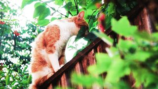 Cute orange cat