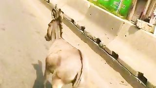 Funny video