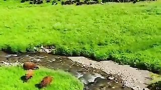 سورۃالضُحیٰ????