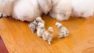 Lovely chicken