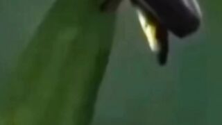 lighting insects