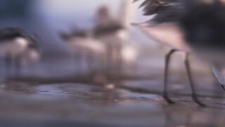 Piper  Clip - Finding Dory - In Theatres this Friday!
