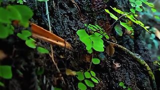 "Harmony of Nature: Exploring the Beauty and Wonders of the Universe"