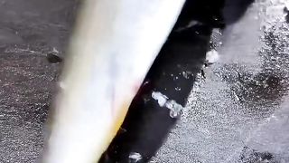 Kohada Nigiri, Gari Maki????